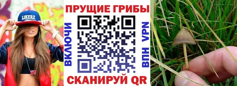 Галлюциногенные грибы прущие грибы  ссылка на мегу ТОР  Мариинск  как найти закладки 